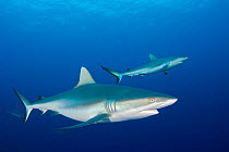 Grey reef sharks (Carcharhinus amblyrhynchos) Yap, Micronesia.