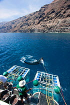 Great white shark (Carcharodon carcharias) snatching surface bait behind "Solmar V", anchored off Guadalupe Island, Mexico.