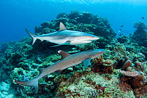 Grey reef shark (Carcharhinus amblyrhynchos) and Whitetip reef shark (Triaenodon obesus) off Mana Island, Fiji.
