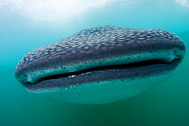 Mouth of the worlds largest fish, the Whale shark (Rhincodon typus), Donsol, Philippines.