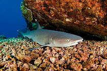 Whitetip reef shark (Triaenodon obesus) resting, Hawaii.