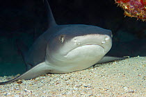 Whitetip reef shark (Triaenodon obesus) on seabed. Hawaii.