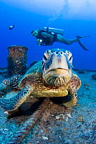 Diver and Green turtle (Chelonia mydas) on the wreck of the YO-257 off Waikikik Beach, Oahu, Hawaii. Model released.
