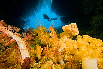 Diver at entrance to cave filled with Gorgonian (Gorganacea) and Alcyonarian coral (Chironephthya genus), Bequ Lagoon, Fiji. Model released.