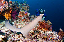 Diver and resting Whitetip reef shark (Triaenodon obesus) Tubbataha Reef, Philippines. Model released.