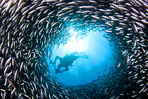 Diver above a chimney like opening in a school of Brown striped snapper (Xenocys jessiae). Galapagos Islands, Ecuador.