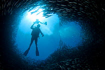 Diver above an opening in a school of Brown striped snapper (Xenocys jessiae). Galapagos Islands, Ecuador.