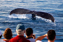 Passengers on whale watching boat getting close look at the tail flukw of Humpback whale (Megaptera novaeangliae) Lahaina, Maui, Hawaii. Model released.