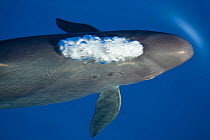 False killer whale (Pseudorca crassidens) just below surface. It has just begun exhaling and is about to break the surface, Maui, Hawaii.