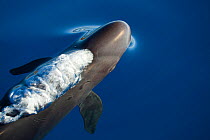 False killer whale (Pseudorca crassidens) just below surface exhaling as it breaks the surface. Maui, Hawaii.
