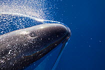 False killer whale (Pseudorca crassidens) breaking surface with an exhalation. Maui, Hawaii.