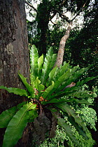 Bird's Nest Fern (Asplenium nidus) growing on the side of a tree trunk high in the rainforest canopy, Gunung Palung National Park, Borneo, West Kalimantan, Indonesia