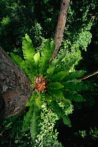 Bird's Nest Fern (Asplenium nidus) growing on the side of a tree trunk high in the rainforest canopy, Gunung Palung National Park, Borneo, West Kalimantan, Indonesia