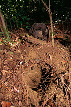 A termite nest ripped out of the ground in lowland rainforest, Gunung Palung National Park, Borneo, West Kalimantan, Indonesia.