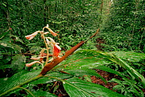 Wild ginger plant (Zingiber sp) flowering in the lowland rainforest, Gunung Palung National Park, Borneo, West Kalimantan, Indonesia.