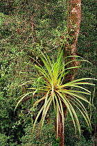 A large epiphyte (Pandanus sp) growing on a tree in the lowland rainforest, Gunung Palung National Park, Borneo, West Kalimantan, Indonesia.