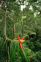 Flower of a climbing species of Screwpine (Freycinetia sp) lowland rainforest, Gunung Palung National Park, Borneo, West Kalimantan, Indonesia.