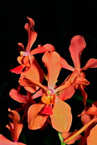 Cultivated hybrid orchid of Philippine orchid (Renanthera philippinensis) Singapore