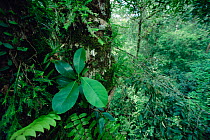 Strangler fig (Ficus stupenda) large leaves of a seedling growing in a tree crotch high in the rainforest canopy, Gunung Palung National Park, Borneo, West Kalimantan, Indonesia.