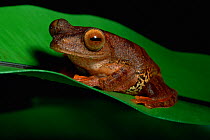 Harlequin treefrog (Rhacophorus pardalis) on leaf, Bako National Park, Sarawak, Malaysia, Borneo