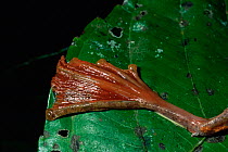 Close up of webbed foot of Harlequin treefrog (Rhacophorus pardalis) Bako National Park, Sarawak, Malaysia, Borneo