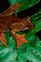 Harlequin Treefrog (Rhacophorus pardalis) on leaf, Bako National Park, Sarawak, Malaysia, Borneo