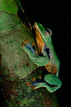 Reinwardt's flying / Java gliding frog (Rhacophorus reinwardti) on a small tree in the lowland rainforest, Danum Valley Conservation Area, Sabah, Malaysia, Borneo
