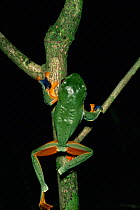 Reinwardt's flying / Java gliding frog (Rhacophorus reinwardti) climbing small tree in the lowland rainforest, Danum Valley Conservation Area, Sabah, Malaysia, Borneo
