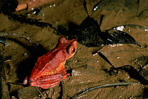 Harlequin treefrog (Rhacophorus pardalis) on leaf litter on ground, Bako National Park, Sarawak, Malaysia, Borneo