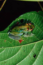 Jade treefrog (Rhacophorus dulitensis) pair in amplexus on a leaf in lowland rainforest , Danum Valley Conservation Area, Sabah, Borneo, Malaysia