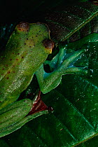 Jade treefrog (Rhacophorus dulitensis) on leaf in lowland rainforest , Danum Valley Conservation Area, Sabah, Borneo, Malaysia
