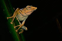 File / Bornean eared treefrog (Polypedates otilophus) perched on the stem of a wild ginger plant in lowland rainforset, Danum Valley Conservation Area, Sabah, Borneo, Malaysia