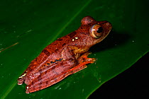 Harlequin treefrog (Rhacophorus pardalis) on leaf  in rainforest, Danum Valley Conservation Area, Sabah, Borneo, Malaysia