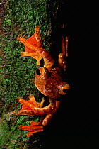 Harlequin treefrog (Rhacophorus pardalis) on trunk in rainforest, Danum Valley Conservation Area, Sabah, Borneo, Malaysia