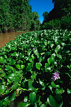 The introduced pest species, Water Hyacinth (Pontederiaceae) clogging a river in the rainforest of Sabah, Borneo, Malaysia