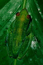 Jade treefrog (Rhacophorus dulitensis) camouflaged on leaf in the lowland rainforest, Danum Valley Conservation Area, Sabah, Borneo, Malaysia.