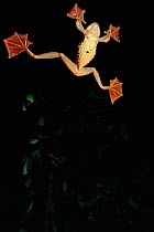 Harlequin Tree Frog (Rhacophorus pardalis) in the air with webbed feet spread to glide, Danum Valley Conservation Area, Sabah, Borneo, Malaysia