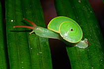 Green snail (Rhinocochlis nasuta) moving between leaves, Gunung Palung National Park, West Kalimantan, Borneo, Indonesia