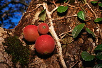 Fruits of a climbing fig (Ficus punctata) - a woody liana that climbs up trunks and branches of large canopy trees in Borneo, Gunung Palung National Park, West Kalimantan, Indonesia.