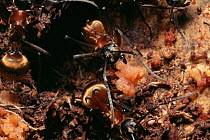 Golden spiny ant (Polyrhachis sp) collecting fig seeds from animal droppings and taking them to their nest in a canopy tree crotch could be helping to spread fig seeds to favorable locations for growt...