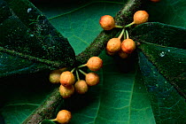 Fruiting branch of small understory fig species (Ficus sp), Gunung Palung National Park, Borneo, West Kalimantan, Indonesia.