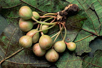 Cluster of figs from the understory tree (Ficus schwartzii) on leaves of that species. Gunung Palung National Park, Borneo, West Kalimantan, Indonesia.