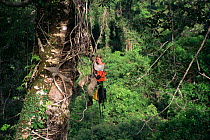 Orangutan researcher, Cheryl Knott, climbing rope into giant canopy tree with stranger fig tree roots growing down its side, Gunung Palung National Park, Borneo, West Kalimantan, Indonesia. 1995.