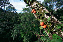 Fruits of a climbing fig (Ficus punctata) - a woody liana that climbs up trunks and branches of large canopy trees, Gunung Palung National Park,  Borneo, West Kalimantan, Indonesia.