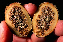 Cross section of fig from the Strangler Fig (Ficus stupenda) Gunung Palung National Park, Borneo, West Kalimantan, Indonesia.