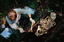 Orangutan researcher, Cheryl Knott, cleans the skeleton of a male Orangutan who died a natural death in the forest, and was hung on a platform off the ground until insects cleaned off the flesh. The s...