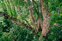 Canopy level view of a Strangler fig (Ficus kerkhovenii) tree in lowland rainforest, Gunung Palung National Park, Borneo, West Kalimantan, Indonesia.