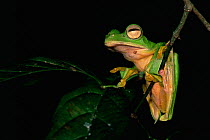 Wallace's flying frog (Rhacophorus nigropalmatus) resting on branch in lowland rainforest, Danum Valley Conservation Area, Sabah, Borneo, Malaysia.