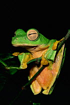 Wallace's flying frog (Rhacophorus nigropalmatus) resting on branch in lowland rainforest, Danum Valley Conservation Area, Sabah, Borneo, Malaysia