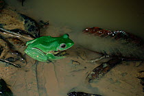 Reinwardt's / Java flying frog (Rhacophorus reinwardti) at the edge of a pig wallow breeding pool in lowland rainforest, Danum Valley Conservation Area, Sabah, Borneo, Malaysia.